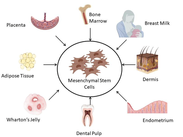 stem cells can come from many sources